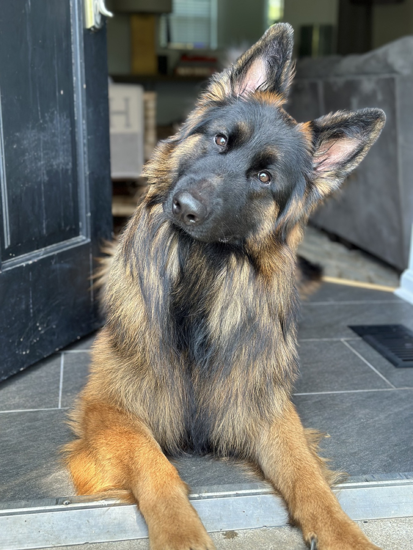 Toby, a long-haired German Shepherd, sitting at the doorway
